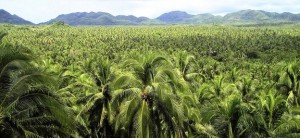 Plantations International Coconuts