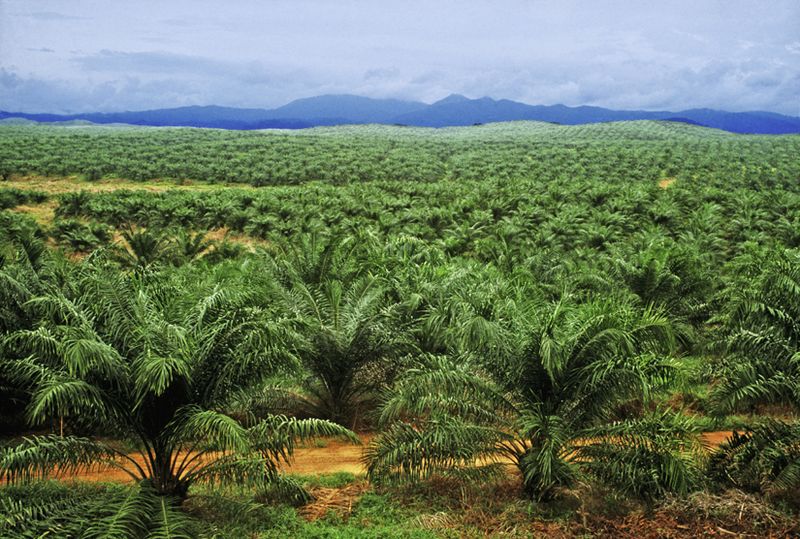 palm oil tree